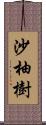 沙柚樹 Scroll