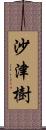 沙津樹 Scroll