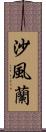 沙風蘭 Scroll