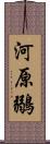 河原鶸 Scroll