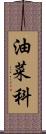 油菜科 Scroll