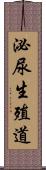 泌尿生殖道 Scroll