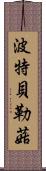 波特貝勒菇 Scroll