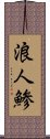 浪人鯵 Scroll