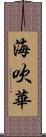 海吹華 Scroll