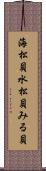 海松貝 Scroll