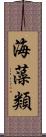 海藻類 Scroll
