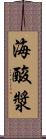 海酸漿 Scroll