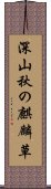 深山秋の麒麟草 Scroll