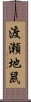 渡瀬地鼠 Scroll