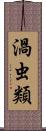 渦虫類 Scroll