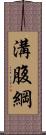 溝腹綱 Scroll