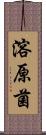溶原菌 Scroll