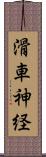 滑車神経 Scroll