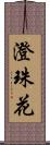 澄珠花 Scroll