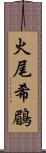 火尾希鶥 Scroll