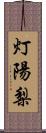 灯陽梨 Scroll