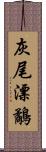 灰尾漂鷸 Scroll