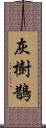 灰樹鵲 Scroll