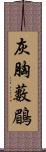 灰胸藪鶥 Scroll