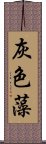 灰色藻 Scroll