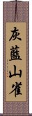 灰藍山雀 Scroll