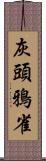 灰頭鴉雀 Scroll