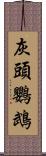 灰頭鸚鵡 Scroll