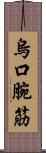 烏口腕筋 Scroll