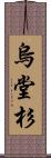烏堂杉 Scroll