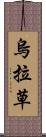 烏拉草 Scroll