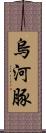 烏河豚 Scroll