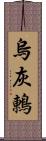 烏灰鶇 Scroll