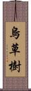 烏草樹 Scroll