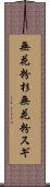 無花粉杉 Scroll