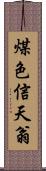 煤色信天翁 Scroll