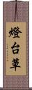 燈台草 Scroll