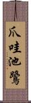 爪哇池鷺 Scroll