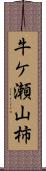 牛ケ瀬山柿 Scroll