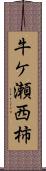 牛ケ瀬西柿 Scroll