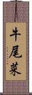 牛尾菜 Scroll