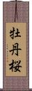 牡丹桜 Scroll