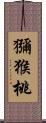 獼猴桃 Scroll