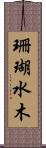 珊瑚水木 Scroll