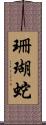 珊瑚蛇 Scroll