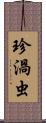 珍渦虫 Scroll