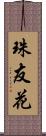 珠友花 Scroll