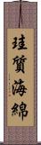 珪質海綿 Scroll