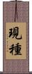 現種 Scroll