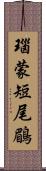 瑙蒙短尾鶥 Scroll